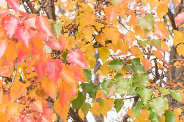 Concentration Sélective Couleurs Automne Sur Les Feuilles Les Fruits Poiriers — Photo