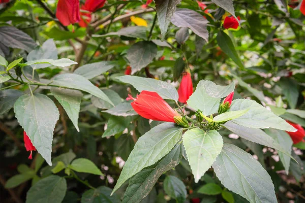 Bush Tropical Red Hibiscus Flower Buds Vietnam Garden Fence Floral — Stock Photo, Image