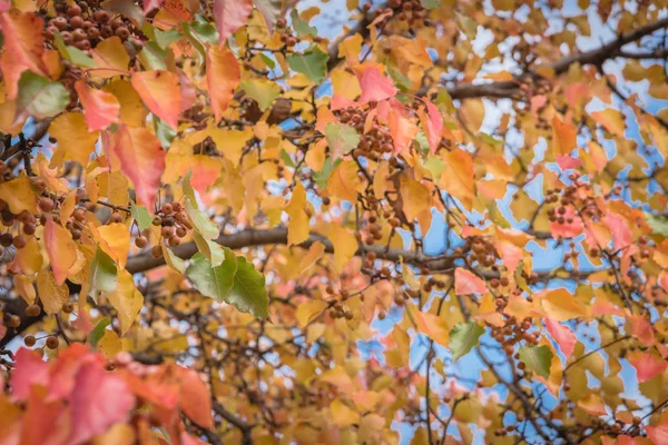 Herbstfarben Auf Blättern Und Früchten Von Bradford Birnen Mit Kombinationen — Stockfoto