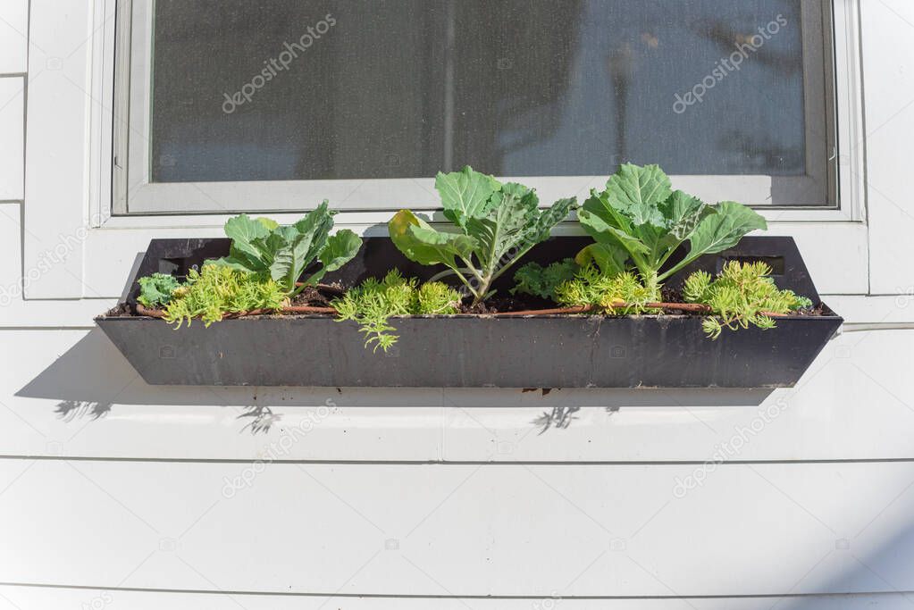 Organic broccoli growing on black windows boxes with drip irrigation system. Young green plant homegrown on sunny spot container on white siding wall of residential house in America.