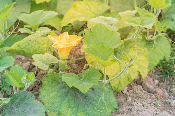 Bunga Labu Kuning Dan Buah Muda Pertanian Vietnam Utara Pumpkin — Stok Foto