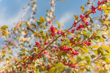Ilex Decidua ya da kış meyvesi, Possum Haw, Yapay Holly kırmızı meyveleri büyük ağaç üzerinde bulut mavisi gökyüzünün altında. Dallas, Teksas 'ta sonbaharda renk alevi.