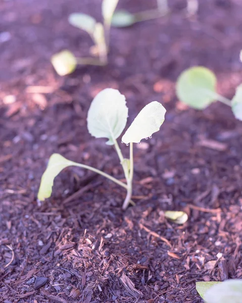 Close Biologische Jonge Broccoli Die Groeien Moestuin Zelfgekweekte Bloemkool Plant — Stockfoto