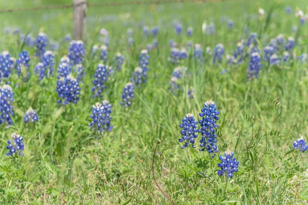 Blossom Bluebonnet Fields Rustic Steel Wired Fence Countryside Texas Usa — Stock Photo, Image