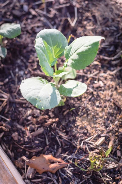 Top View Organic Young Broccoli Growing Vegetable Garden Homegrown Cauliflower — Stock Photo, Image