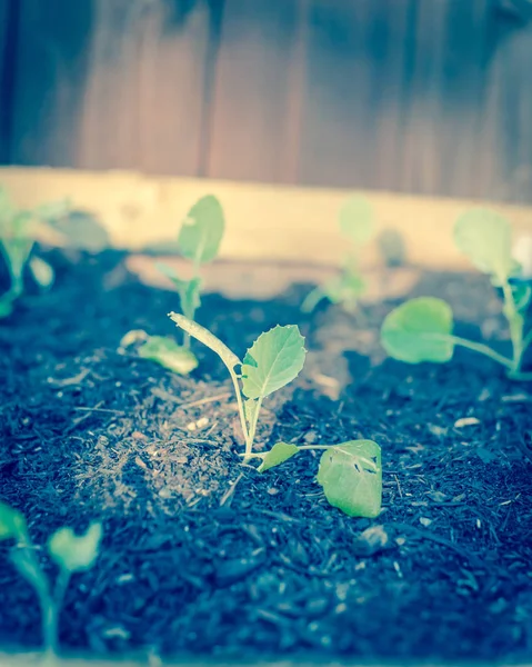 Vintage Toon Rij Van Biologische Jonge Broccoli Groeien Moestuin Zelfgekweekte — Stockfoto