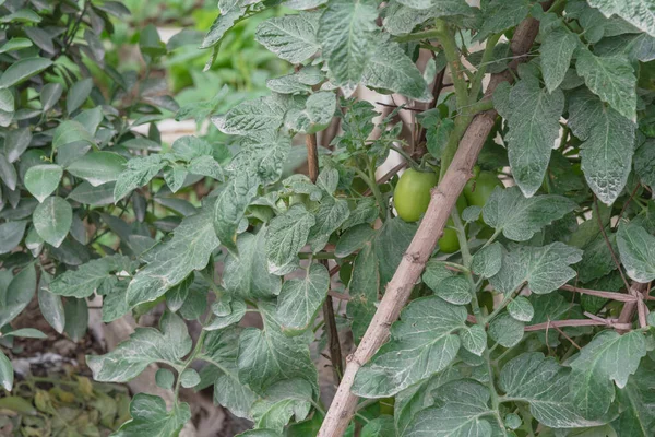 Tomates Verdes Cerca Que Crecen Estructura Casera Del Enrejado Las — Foto de Stock