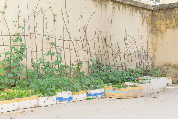 Függőleges Kertészeti Ötlet Hanoi Vietnam Egy Sor Újrahasznosító Styrofoam Dobozok — Stock Fotó