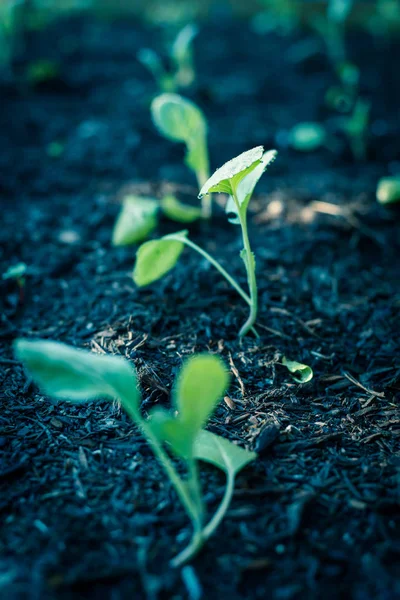 Vintage Toon Rij Van Biologische Jonge Broccoli Groeien Moestuin Zelfgekweekte — Stockfoto