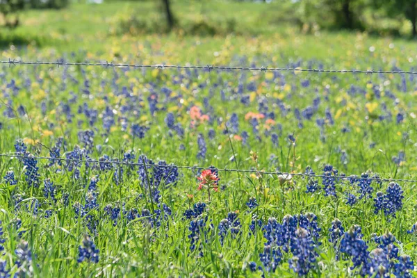 Blossom Bluebonnet Velden Langs Rustieke Stalen Wired Hek Het Platteland — Stockfoto