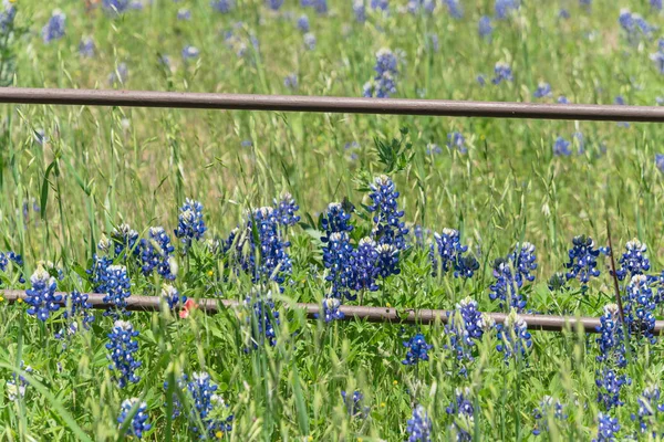 Vackra Blossom Bluebonnet Fält Längs Rustika Staket Landsbygden Texas Usa — Stockfoto
