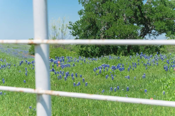 Blühende Bluebonnet Felder Entlang Rustikaler Weißer Zaun Der Landschaft Von — Stockfoto