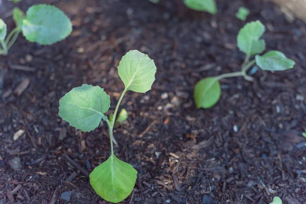 Close Biologische Jonge Broccoli Die Groeien Moestuin Zelfgekweekte Bloemkool Plant — Stockfoto