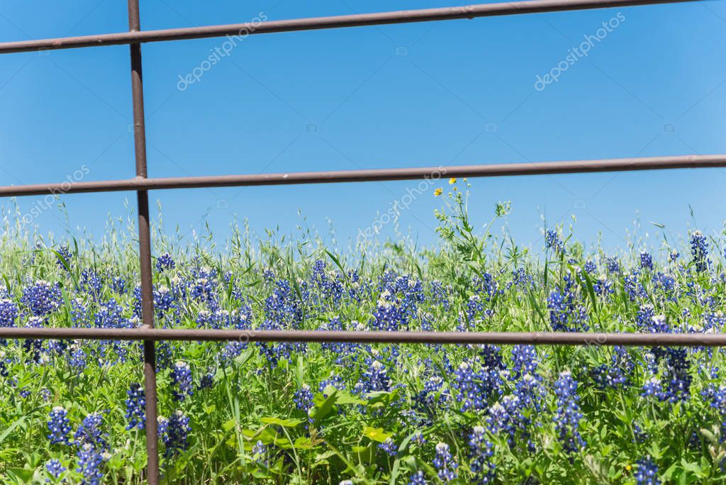 Hermosos campos de en flor a lo largo de una cerca rústica