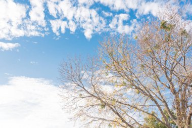Parlak sarı akçaağaç, güneşli mavi gökyüzünün altında yapraklanıyor. Dallas, Teksas, Usa 'da sonbahar sezonunda canlı yapraklar renk değiştiriyor. Ağaç tepeleri gökyüzüne yaklaşıyor