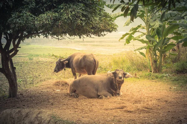 Dois Búfalos Negros Trela Estão Descansando Sob Sombra Árvore Perto — Fotografia de Stock