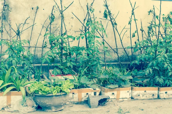 Styrofoam Boxes Pots Urban Vertical Garden Hanoi Vietnam Kitchen Vegetable — Stock Photo, Image