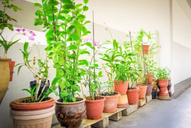 Singapur 'daki umumi konutların balkon bahçesinin üzerinde organik çiçekler, sebze ve otlar var.