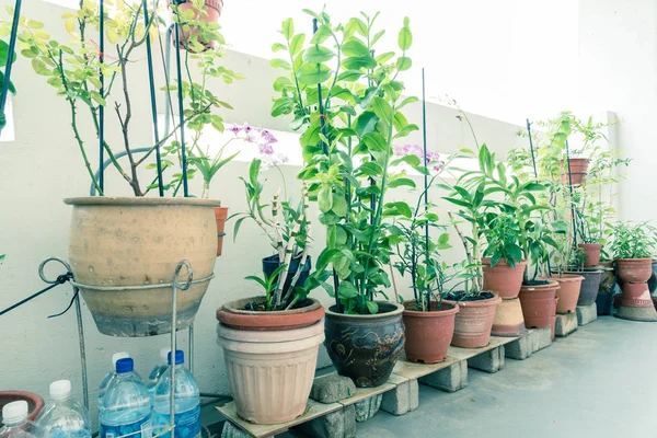 Ekologiska blommor, grönsaker och örter krukor över balkong trädgård offentligt boende i Singapore — Stockfoto