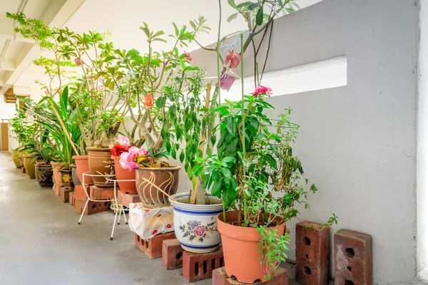 Ekologiska blommor, grönsaker och örter krukor över balkong trädgård offentligt boende i Singapore — Stockfoto
