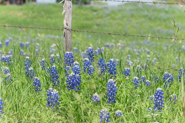 Bluebonnet velden langs rustieke stalen Wired hek op het platteland van Texas, Amerika — Stockfoto