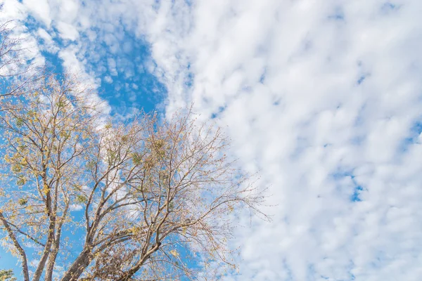 Colorido arce amarillo hojas de otoño casi desnudo árbol durante la temporada de otoño en Dallas —  Fotos de Stock