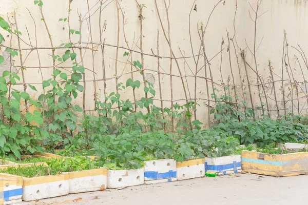 Fila de reciclar cajas de espuma de poliestireno y vegetales creciendo en enrejado en el jardín de contenedores en Hanoi — Foto de Stock