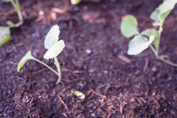 Крупним планом ряд молодих листя брокколі з краплями води, що ростуть на органічній кухні саду — стокове фото