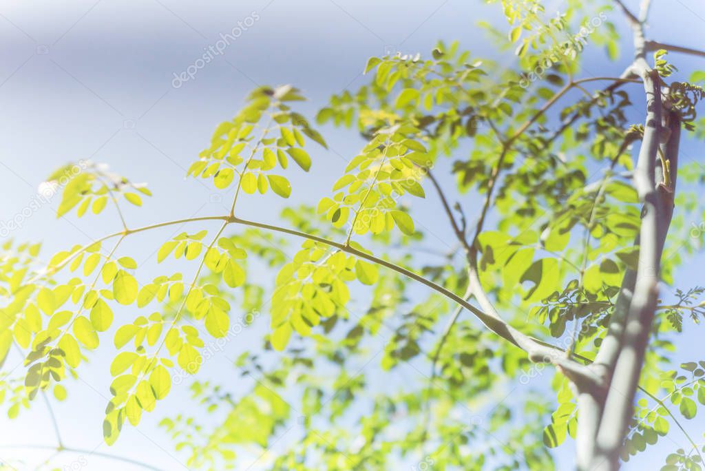 Young leaves of Moringa tree branches under clear blue sky