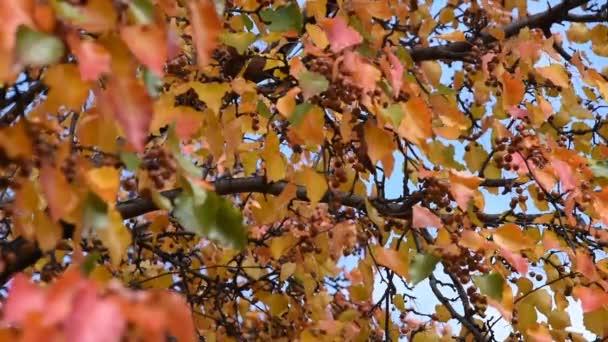 Herfst kleur collectie van groen, oranje, geel, rood op Bradford peer boom in Texas, Amerika — Stockvideo