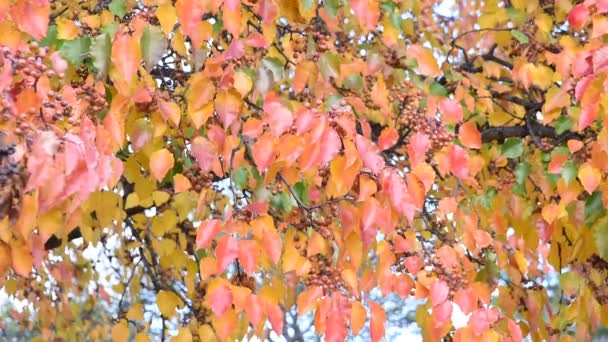 Fall color collection of green, orange, yellow, red on Bradford pear tree in Texas, America — Stock Video