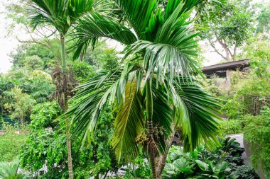 Singapur 'da ağaç dalında yeşil ve olgun Areca palmiyesi.