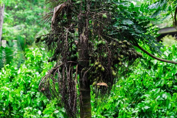 Heap van groene Areca palmboom noot op boomtak in Singapore — Stockfoto