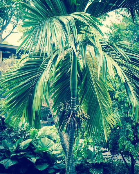 Hijau dan matang Areca pohon palem kacang pada cabang pohon di Singapura — Stok Foto