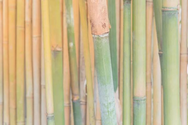 Ondiepe Dof groene bamboe stokken in Aziatisch bos — Stockfoto