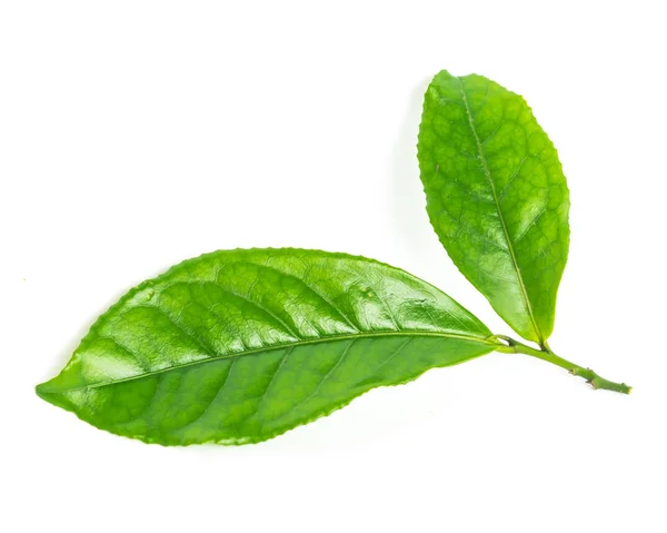 Studio tiro orgânico folhas de chá verde ramo isolado no branco — Fotografia de Stock