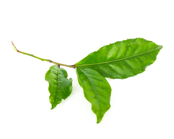 Studio tiro orgânico folhas de chá verde ramo isolado no branco — Fotografia de Stock