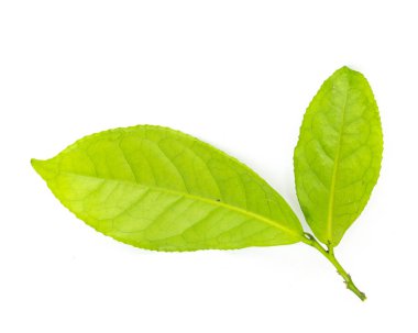 Studio shot organic green tea leaves branch isolated on white