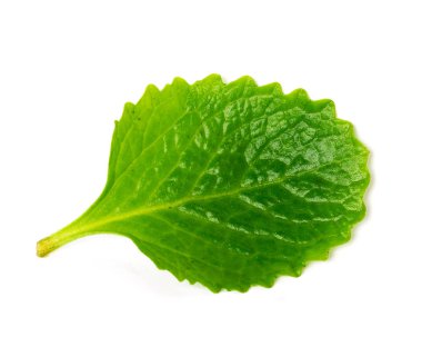 Studio shot one green leaf of Mexican mint isolated on white organic medical herb