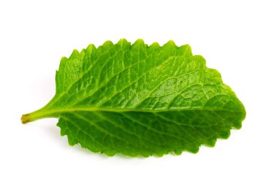 Studio shot one green leaf of Mexican mint isolated on white organic medical herb
