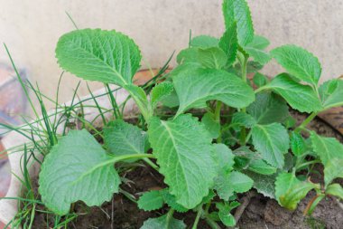 Close-up healthy Mexican mint Plectranthus Amboinicus growing in pot in Vietnam