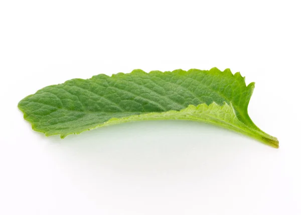 Estudio filmó una hoja verde de menta mexicana aislada en hierba médica orgánica blanca —  Fotos de Stock