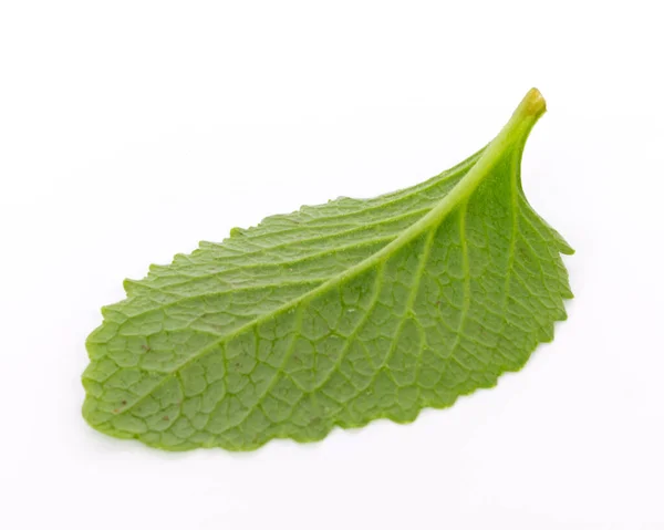 Estudio filmó una hoja verde de menta mexicana aislada en hierba médica orgánica blanca —  Fotos de Stock