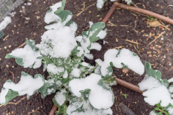 Plot with irrigation system and snow covered on organic broccoli leaves near Dallas, Texas