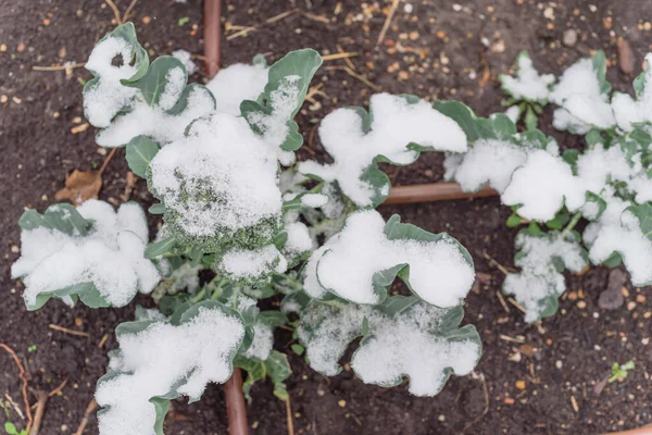 Plot with irrigation system and snow covered on organic broccoli leaves near Dallas, Texas
