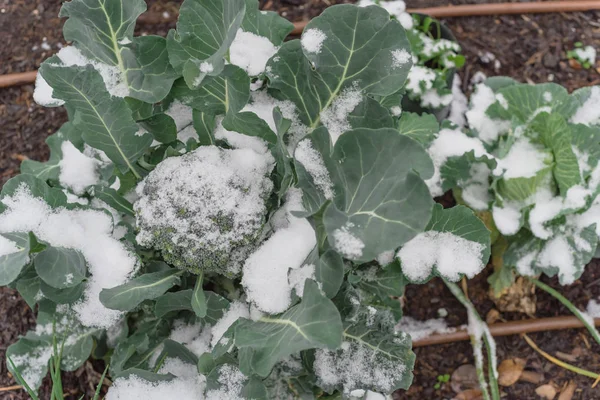 Działka z systemem nawadniania i pokryta śniegiem na organicznych liściach brokułów w pobliżu Dallas, Texas — Zdjęcie stockowe
