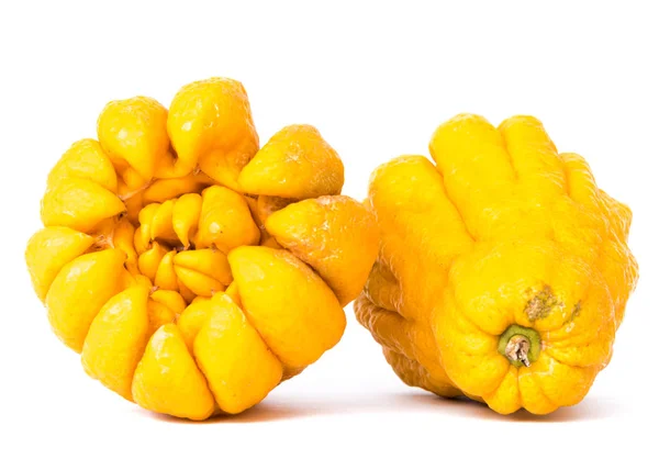 Studioaufnahme zweier leuchtend gelb gefingerter Zitronen-Buddha-Hand Zitrusfrüchte isoliert auf Weiß — Stockfoto