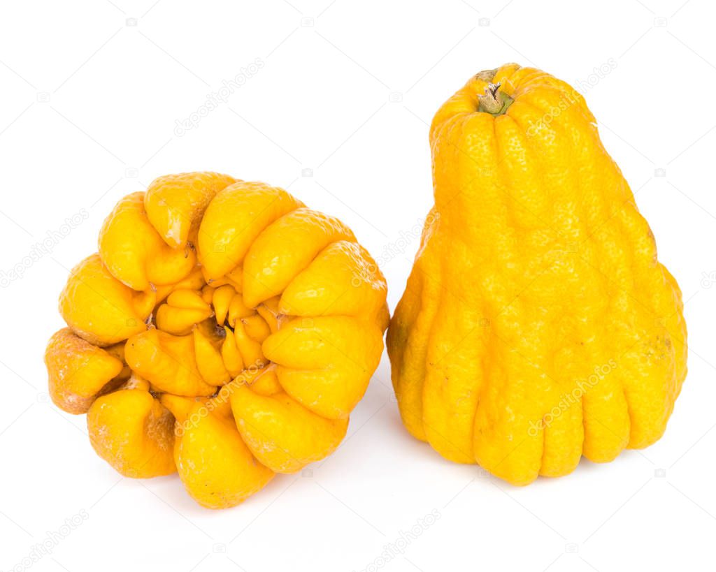 Studio shot two bright yellow Fingered Citron Buddha Hand citrus isolated on white