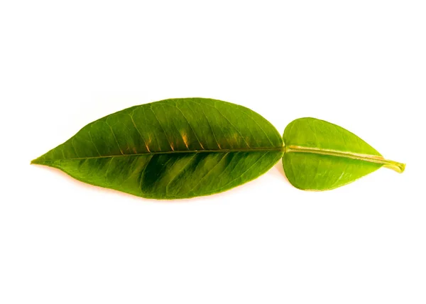 Estúdio tiro única asiática toranja folha isolada no branco — Fotografia de Stock