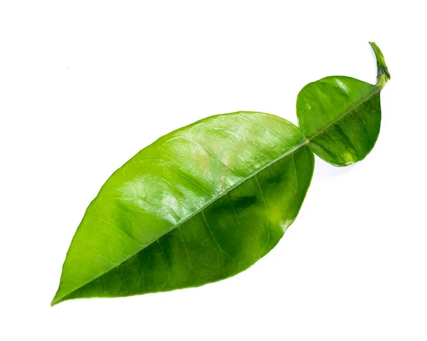 Estúdio tiro única asiática toranja folha isolada no branco — Fotografia de Stock